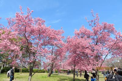 大阪にも河津桜が・・ほんの少しだけど。