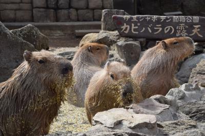 川奈温泉に行ったよ。お魚～カピバラ～リフト～つるし雛～さわやかデビューで伊豆半島北部堪能