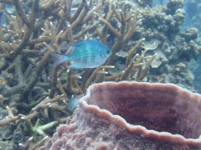 タイ タオ島でダイビング