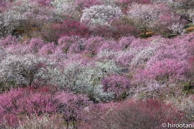 2020 三重の三大梅絶景めぐり　【１】いなべ市梅林公園