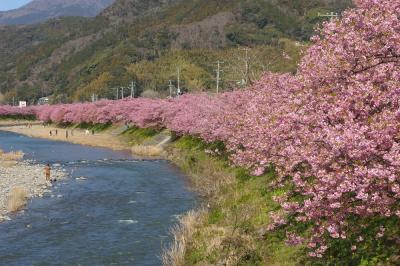 河津桜と踊り子号(2) 河津桜は花盛り