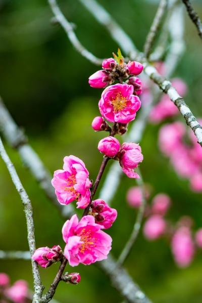 農業公園の春花　2020