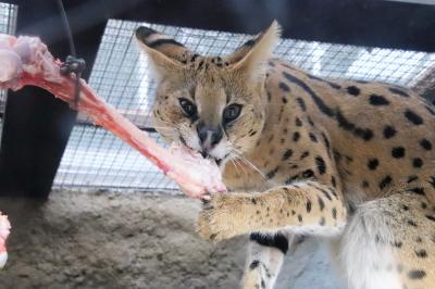 姫路・神戸レッサーパンダ遠征2020（７）神戸どうぶつ王国中編：アフリカの湿地の動物たちとバードショー・ペリカンフライト＆コビトカバ