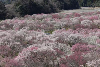 梅が満開ーーー三重県いなべ市農業公園