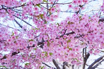 早咲きの河津桜満開のかわいい桜色にほっこり