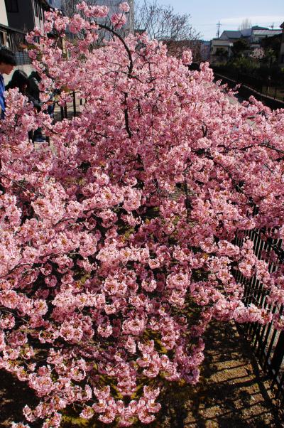 淀水路の河津桜の開花を満喫してきました♪