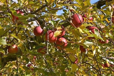 毎年恒例の秋の紅葉巡り＆りんご狩り2019（２）－小諸でのりんご狩りー