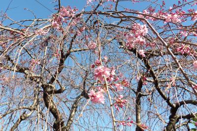 枝垂れ桜が2分咲きです