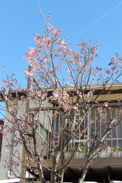 小田急団地・第三公園界隈の桜と梅