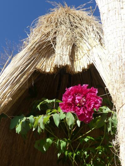 「あしかがフラワーパーク」の冬咲きボタン_2020_花が少ない時季ですが、綺麗に咲かせてくれていました。