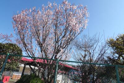 桜もぼつぼつと開花し出し、…