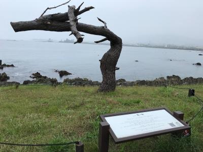 震災遺構と松を見る旅（気仙沼大島・岩井崎・高田松原）