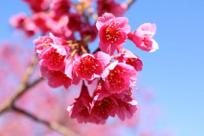 皇居一周ウォーキング　桜は来週