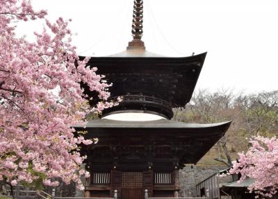 一足早く 茨城でも河津桜のお花見！ 桜川市雨観音で楽しめちゃった。