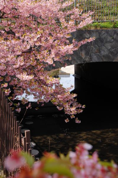淀水路の河津桜の開花を見納めて来ました♪