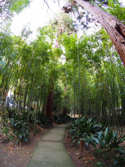 浄智寺　冬の竹林にも涼やかな風が吹く鎌倉のお札所