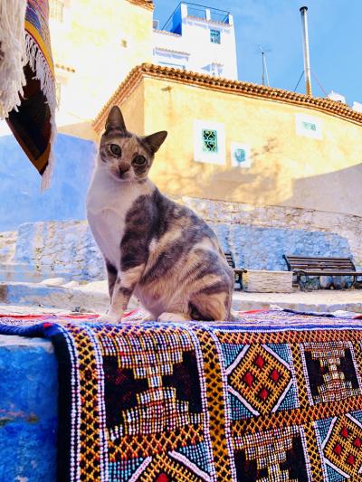 モロッコ 猫スポット に関する旅行記 ブログ フォートラベル