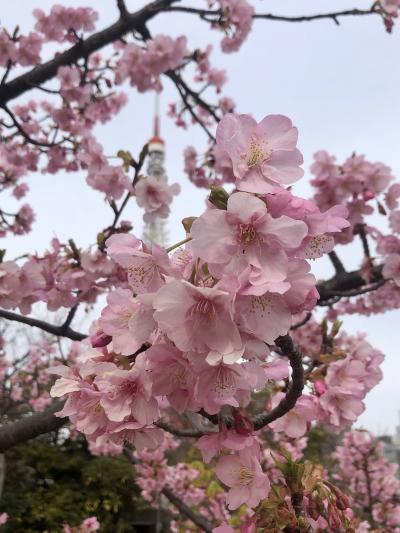 花の都東京：梅が盛りの芝公園、増上寺、湯島天満宮を散策する