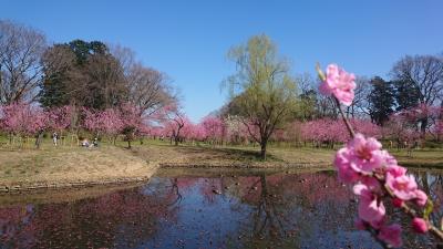 花桃とパンケーキ（古河総合公園～ウエスト珈琲ハウス）