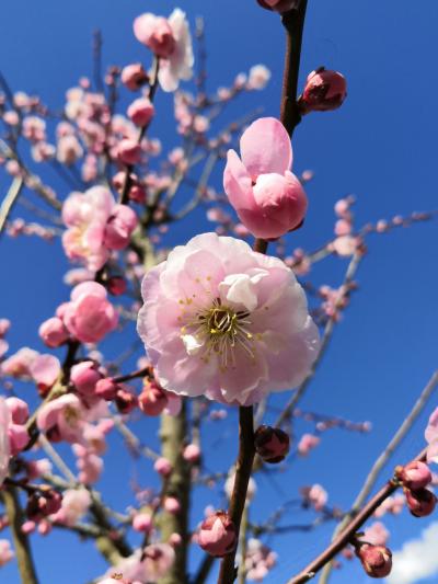 ☆原付バイクで青梅　吉野梅郷☆　梅の公園　No1