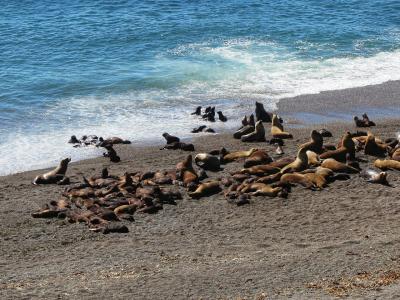 世界自然遺産 バルデス半島 グアナコ・ゾウアザラシ・アルマジロ・ペンギンにダチョウ