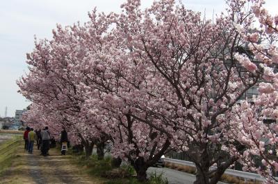  狩川土手の春めき桜（春木径と幸せ道）