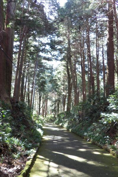 てんぐのこみち（大雄山最乗寺参道）