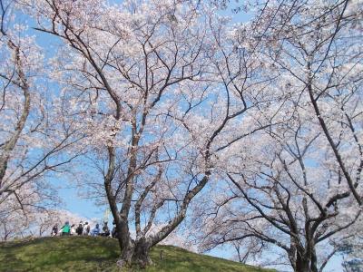 岡山市内 桜の名所めぐり