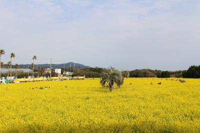 渥美半島・伊良湖へ菜の花を見に行ってみました