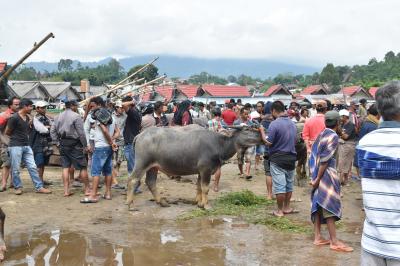 20年ぶりのインドネシア（６）タナトラジャ