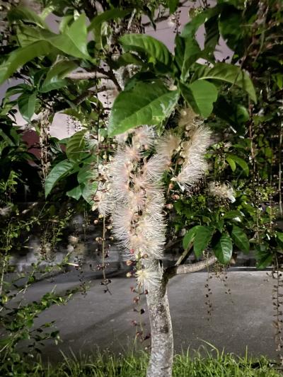 《2023.June》4年ぶりのTHE DAY IN OKINAWAを訪ねる旅その参～サガリバナを見る編～