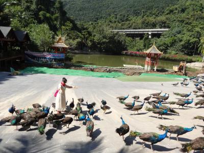 5歳娘を連れて中国シーサンパンナ5日間の旅4-原始林公園でアイニ族とクジャクと戯れる