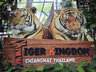 タイ・チェンマイ第三日　タイガーキングダムで虎と戯れ、ワットチェディルアンに圧倒される　