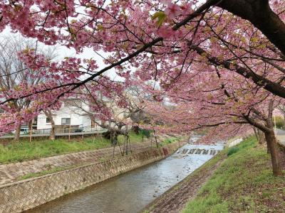 もうすぐ桜の季節！佐保川の桜の様子を見に行ってきました&#9786;︎