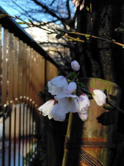 2020年春　目黒川桜開花宣言　　今年の開花は早かった！