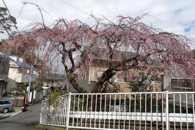 枝垂れ桜が見頃になりつつあります