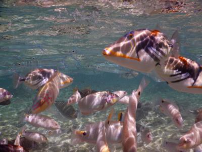 2019.9.23～25 グアムTrip～きれいな海でダサすぎる日焼け～