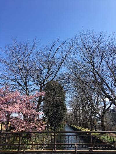 玉川上水緑道を散歩しながら福生ビール小屋へ