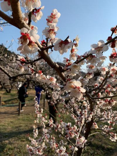 越生で梅まつり(2019年3月)