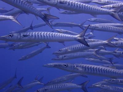 ダイビングで魚、魚、ギョー