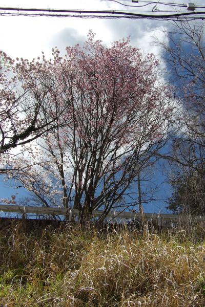 道路法面の桜並木