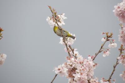 見下ろす「一ノ堰ハラネ」の春めき桜