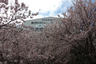 見上げる「一ノ堰ハラネ」の春めき桜