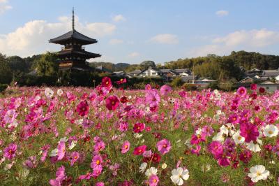 自転車で奈良を巡る旅シリーズ～法起寺の秋桜～