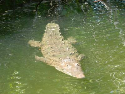 ジャマイカ ブラックリバーサファリ(Charles Swaby's Black River Safari, Jamaica)