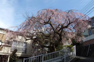 枝垂れ桜が満開になりました