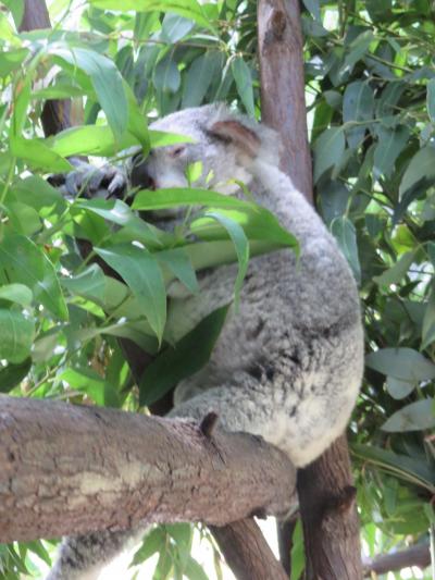 オーストラリア6日間 ③ ゴールドコースト