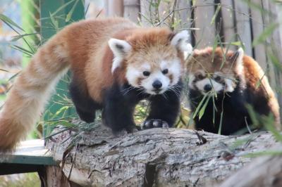 車では２度目の羽村市動物公園でパンダミン補給！～レッサーパンダのラテくんとソラちゃん同居中＆みさき公園から来たアルくん羽村でははじめまして