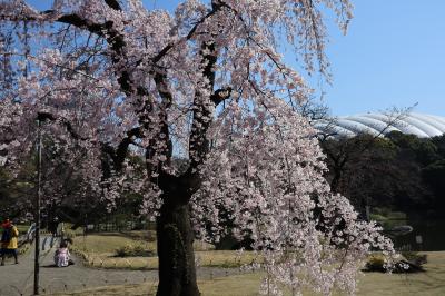 小石川後楽園　今しだれ桜が満開
