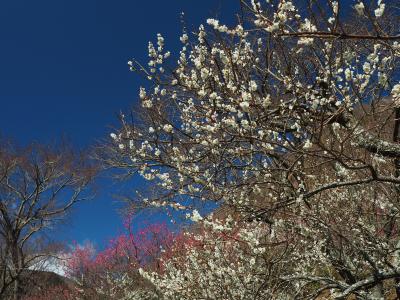 満開の湯河原梅林と幕山日帰り登山